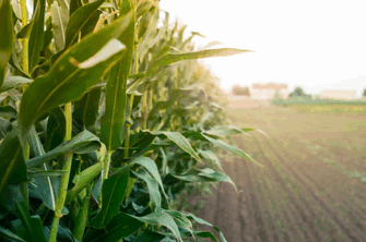 import,corn import,mexico corn import,white corn import