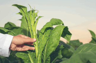 exporting tobacco,import exporting tobacco,exporting tobaccos