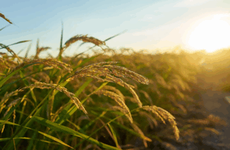 wheat exporters in russia,wheat exporters in russia region,industry wheat exporters in russia