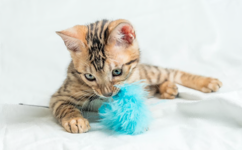 pet toy,pet toys,pet toy exports