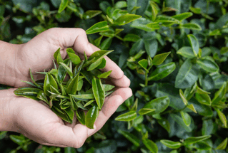 tea export,tea exporters,most tea export,tea export business