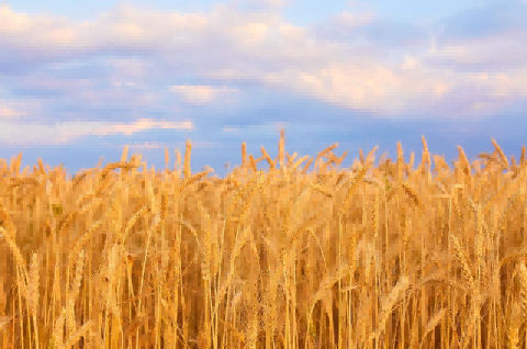 russia wheat,russia wheat export,russia wheat exports