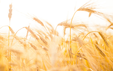 wheat import,us wheat import,wheat import from russia