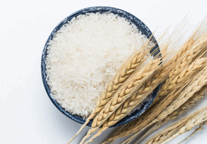 wheat export,russia wheat export,wheat exports