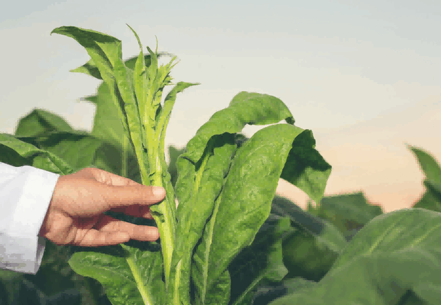 exporting tobacco,exporting tobaccos,exporting tobacco market