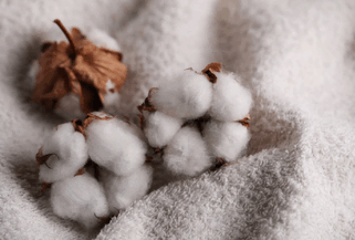 cotton exports,cotton exports business,cotton exports market