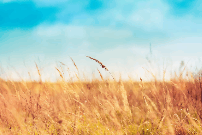 wheat exporter,wheat exporters,wheat exporters in russia