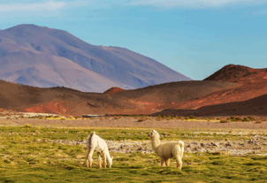 imports to peru,products imports to peru,goods imports to peru