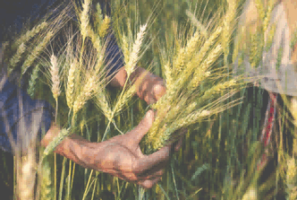 australian barley,australian barley import tariff,china import tariff