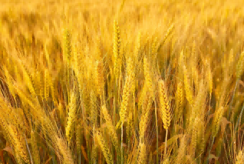 wheat supplier,wheat suppliers,find wheat supplier