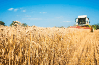 wheat import,wheat imports,global wheat import