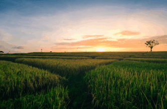 vietnam exporter,vietnam rice exporter,vietnam rice export