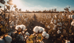 bangladesh cotton,bangladesh cotton export,bangladesh cotton exports