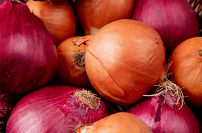 india onion,india onion export,india onion export tax