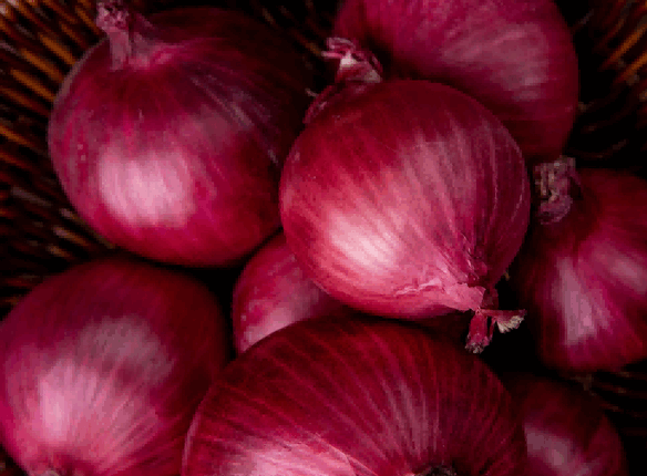 onion export,onion exports,onion exporters