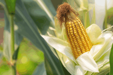 brazil corn export,brazil corn exports,brazil corn exporters