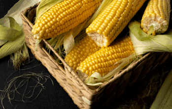 corn supplier,china corn supplier,corn suppliers