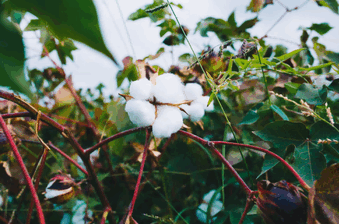 cotton export,cotton export country,cotton export market