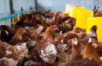 usa poultry export,usa poultry exports,usa poultry export market
