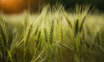 wheat import,wheat imports,global wheat import