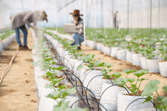 export company,agricultural export company,export company landscape,usa export company