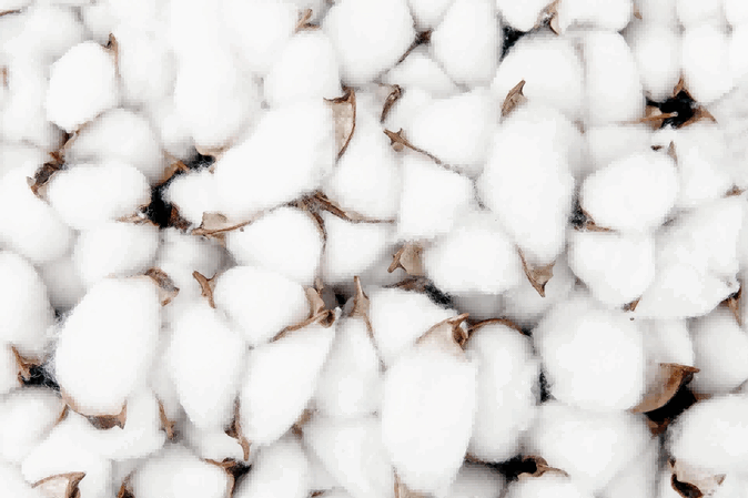 cotton export,cotton exports,global cotton export
