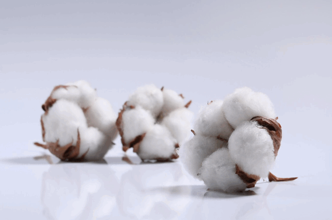 export of cotton,india export of cotton,export of cotton india