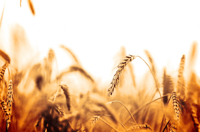 egypt import russian wheat,egypt import wheat,egypt import