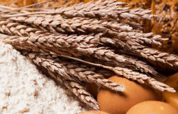 ukraine grain export,ukraine grain exports,ukraine grain export state