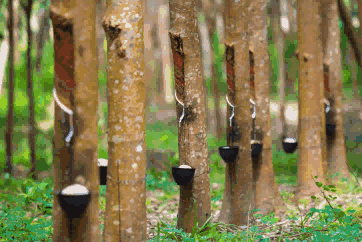 natural rubber exports,exports of natural rubber,global natural rubber exports