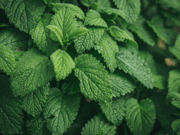 peppermint exporters,peppermint importers,exported peppermint,imported peppermint