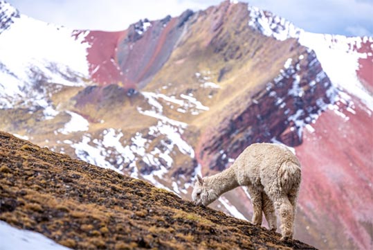 peru import data,import data,peru import
