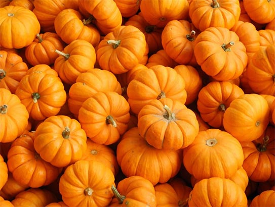 pumpkin import,pumpkin imports,pumpkin importers