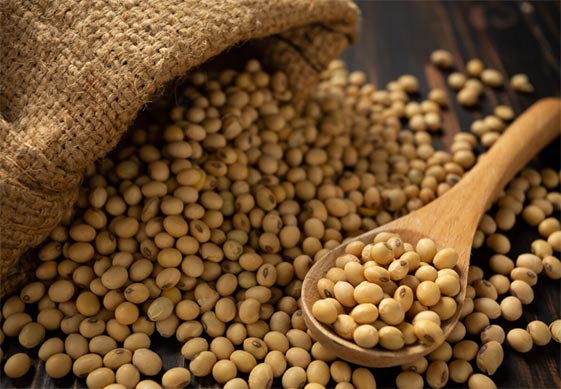soya bean exports,soya bean export,global soya bean exports