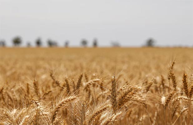 global wheat imports,wheat imports,wheat import