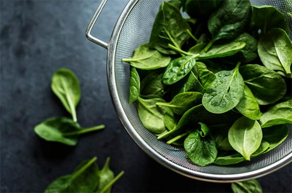 spinach export,spinach exports,spinach exporters