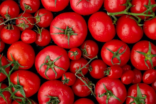 tomato export,tomato exports,tomato exporters