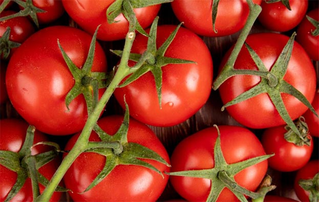 tomato exports,tomato export,global tomato exports