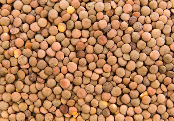 global lentil exports,lentil exports,exports