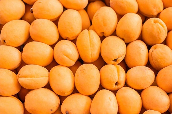 apricots export,global apricots export,apricots exports