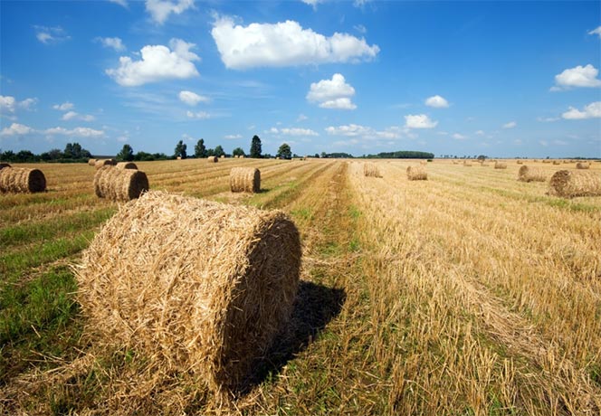 straw buyers,global straw buyers,straw buyer