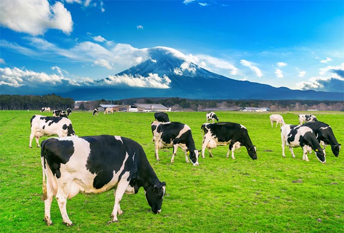 nigeria imports,nigeria import,nigeria imports danish dairy cows