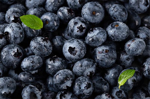 blueberry exports,blueberry export,peru blueberry exports