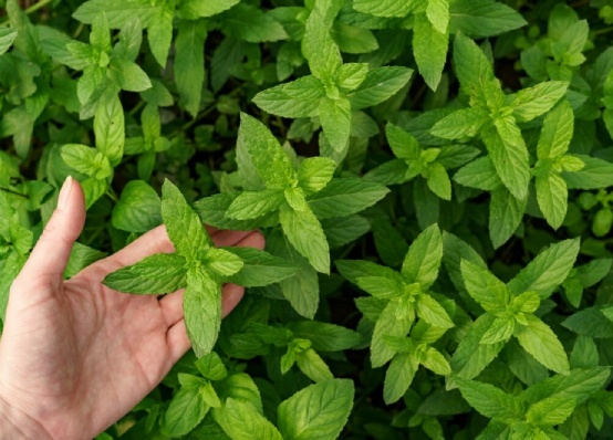 export data,mint export data,mint export