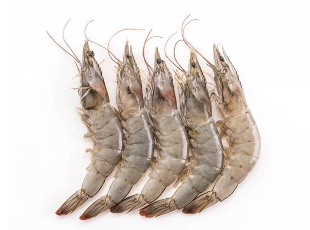 Indonesia Plans to Shift Shrimp Exports to China Amid U.S. Tariff Impact