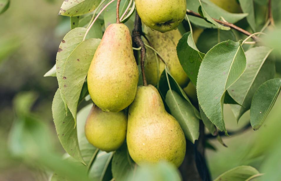 How to Boost Your Pear Export Business in Russia?