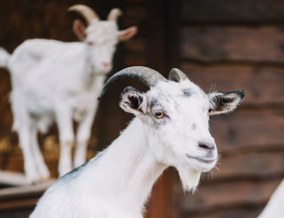 Leading goat import countries and companies in 2024- Tendata