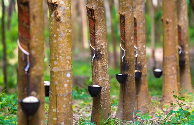 Top Natural Rubber Imports by Country & Company in 2024 - Tendata