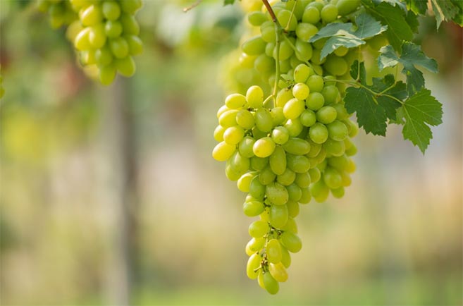 Top 10 Global Grapes Exports by Country & Company in 2024 - Tendata