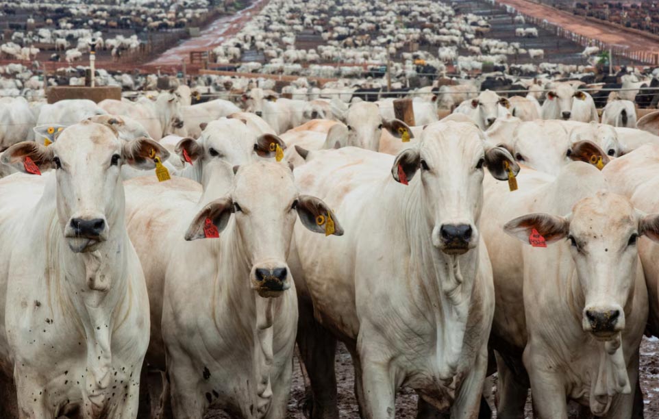 Brazil Becomes the World's Largest Beef Producer in 2025